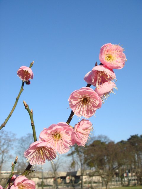 Prunus mume fleur